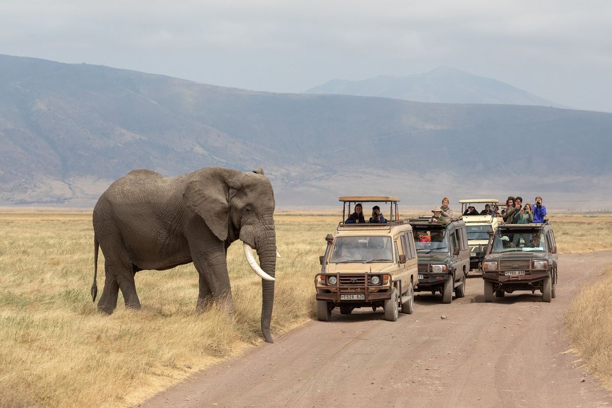 An elephant beside safari vehicles on a track in the Ngorongoro Crater