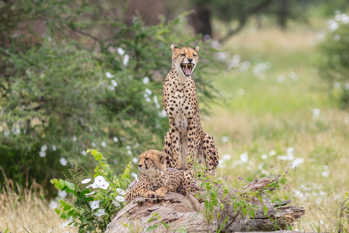 A cheetah sitting on a log in Tarangire National Park