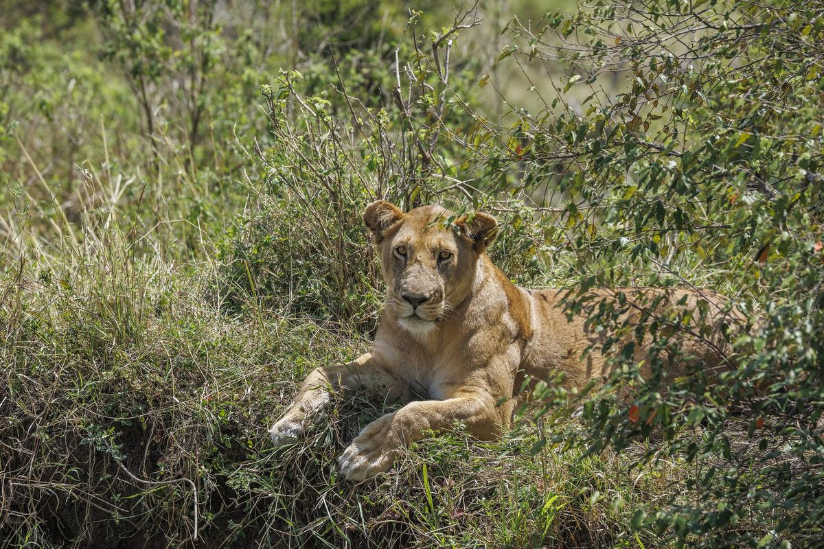 A lioness resting in green grass in the Serengeti