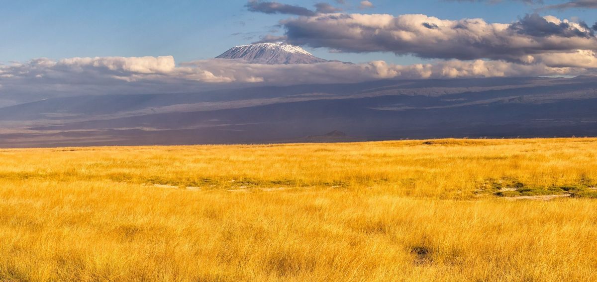 The broad summit of Kibo rising above golden grassland