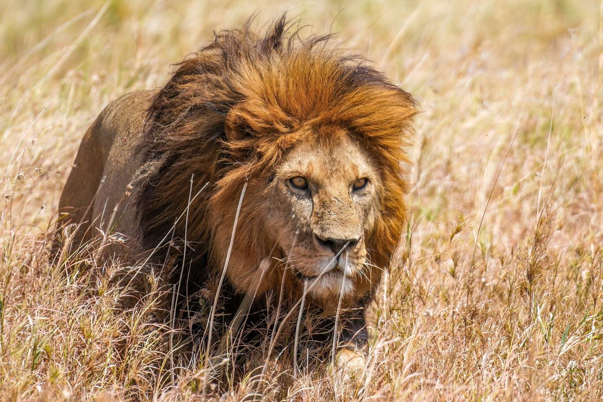 A male lion with a dark mane walking through long grass