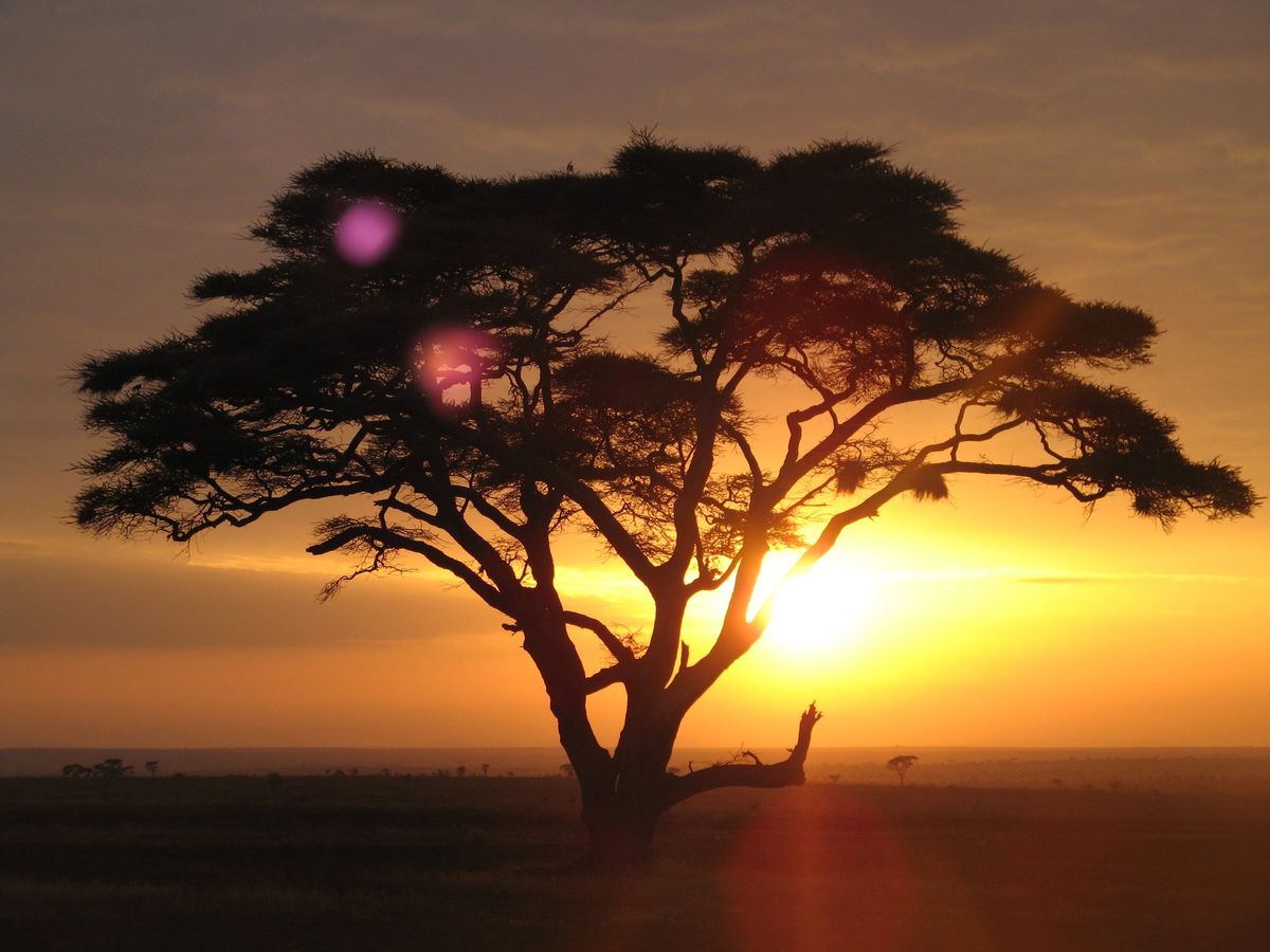 An acacia tree at sunrise in the Serengeti