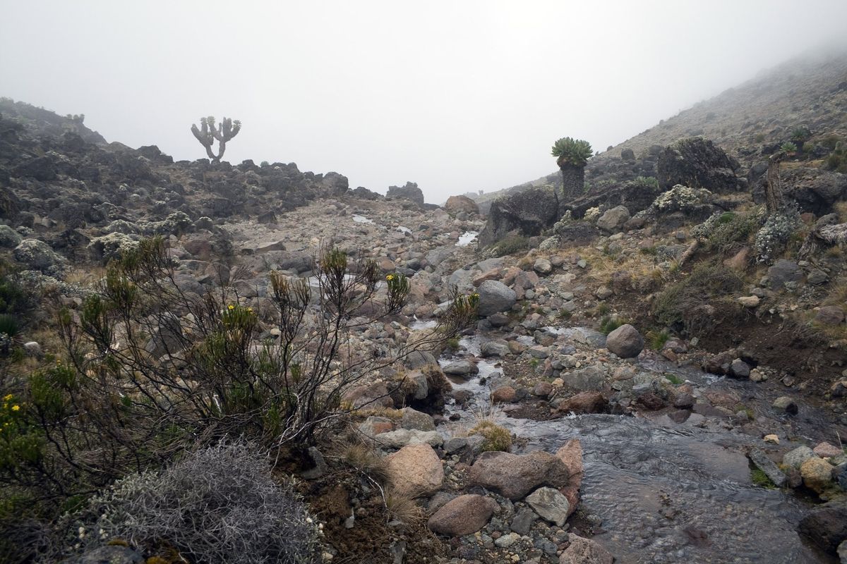 Giant groundsels beside a stream on Kilimanjaro