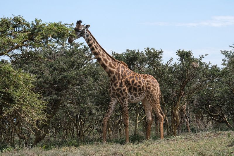 A Masai giraffe browsing among green acacia trees
