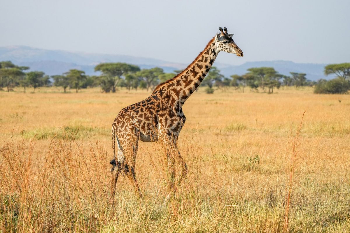 A Masai giraffe walking across golden Serengeti grassland